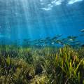 Snorkeling a Ischia tra grotte ed emissioni gassose