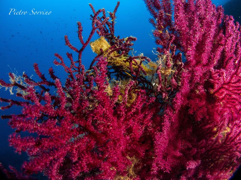 ans-diving-ischia05