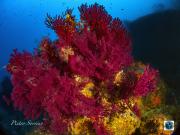 ans-diving-ischia12